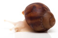 Archachatina marginata suturalis 1a albino body juvenil